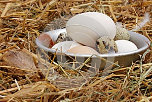 Fresh eggs in the old bowl