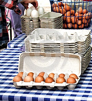 Fresh Eggs for Sale