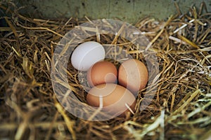 Fresh eggs in straw