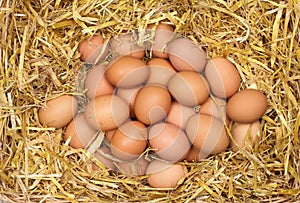 Fresh Eggs in Straw