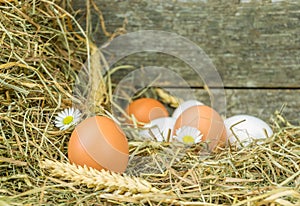 Fresh eggs in straw