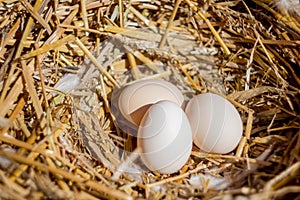 Fresh eggs in a straw nest