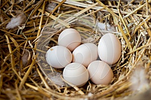 Fresh eggs in a straw nest - close-up