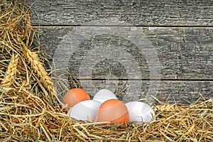Fresh eggs in straw