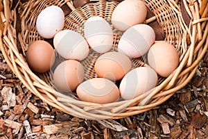 Fresh eggs in wicker basket