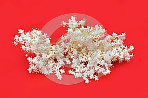 Fresh elder flower isolated on red background