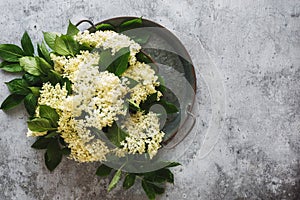 Fresh elder flowers in a metal tray