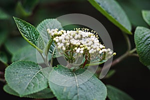 Fresh elderflower blooming in garden. Sambucus nigra; (Black Elder; European Black Elderberry