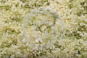 Fresh elderflower branch as background