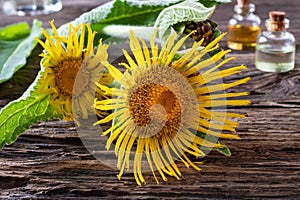 Fresh elecampane flowers and essential oils