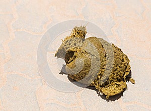 Fresh elephant dung excrement