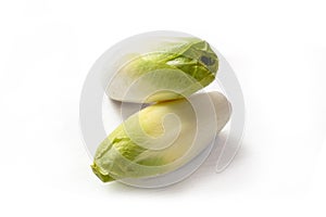 Fresh Endive or Chicory Cichorium endivia isolated with shadows on a white background, copy space
