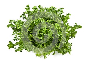 Fresh endive lettuce isolated on white background