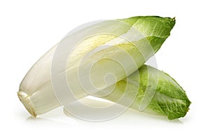 Fresh endive on white background