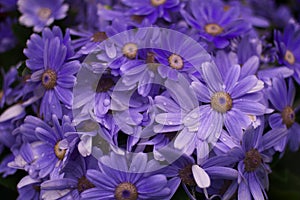 fresh and energetic purple chrysanthemum