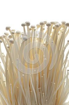 Fresh Enoki mushrooms