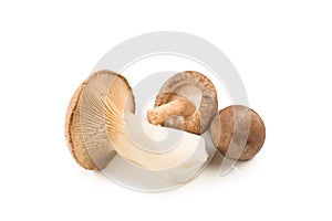 Fresh eringi mushrooms isolated on white  background