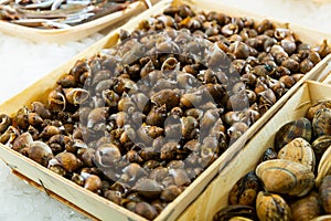 Fresh escargots, snails