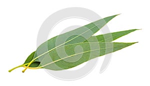 Fresh eucalyptus leaves