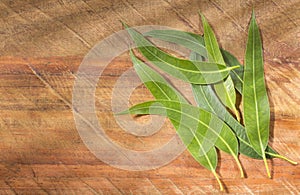 Fresh eucalyptus leaves - Eucalyptus globulus