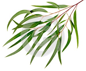 Fresh eucalyptus leaves isolated on white photo