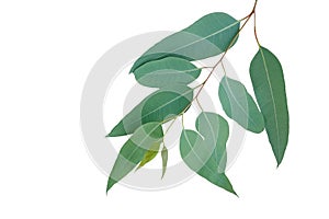 Fresh eucalyptus leaves on tree twig a green foliage commonly known as gums or eucalypts plant isolated on white background,