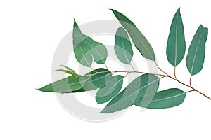 Fresh eucalyptus leaves on tree twig a green foliage commonly known as gums or eucalypts plant isolated on white background,