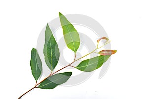 Eucalyptus leaves isolated on white background. Clipping path