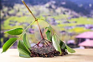 Fresh european black elderberry with alps behind