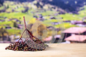 Fresh european black elderberry with alps behind