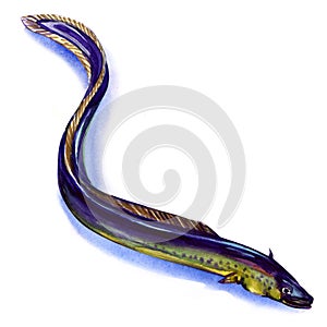 Fresh European eel on white background