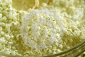 Fresh European elder flowers in a glass bowl, close up