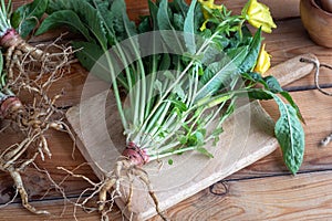 Fresh evening primrose root and whole plant