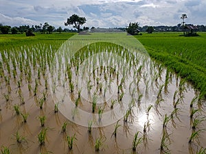 Fresh evening scene of green rice sprout paddy field, resting hut and trees with water reflection and sky background