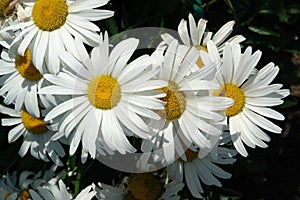 Fresh and fading Shasta Daisy flowers (Chrysanthemum maximum) in the garden on a sunny summer day, top view, close-up