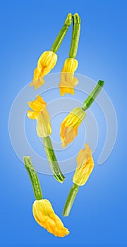 Fresh falling yellow courgette flowers isolated on colored background