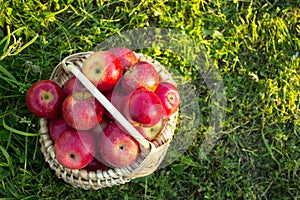 Fresh farm apples in a basket. The concept of supporting local producers and traditional values.