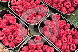 Fresh, farm grown, ripe raspberries boxed and lined up for sale on a table at a farmers market