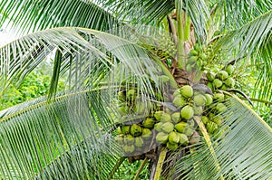 Fresh fecund coconut on tree in garden at Banpaew, Samutsakorn, Thailand photo