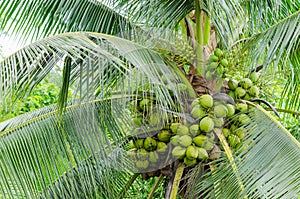 Fresh fecund coconut on tree in garden at Banpaew, Samutsakorn, Thailand photo