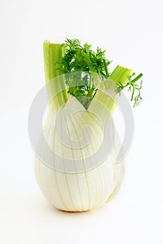 Fresh fennel