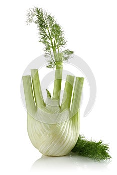 Fresh Fennel