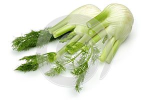 Fresh Fennel