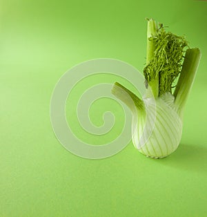 Fresh fennel bulb isolated on green background close up