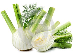 Fresh fennel bulb isolated on the white background.