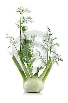 Fresh fennel bulb with leaves isolated on white