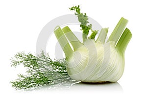 Fresh fennel bulb with leaves isolated on white