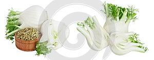 fresh fennel bulb with seed isolated on white background with  full depth of field