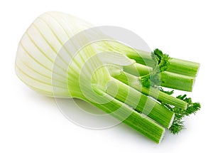 Fresh fennel bulb on white background