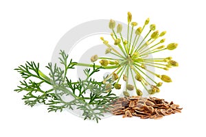 Fresh fennel and dill with seeds